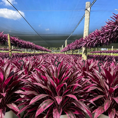 💥48" Large UV-Resistant Artificial Dracaena Plant – Full, Lush & Fade-Resistant!