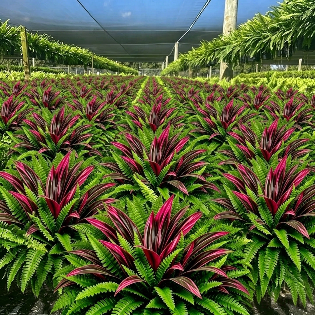 💥BUY 1 GET 1 FREE (2 PCS)🔥 48" Large UV-Resistant Artificial Fern & Red Dracaena Decorative Plants – Full, Lush & Fade-Resistant!